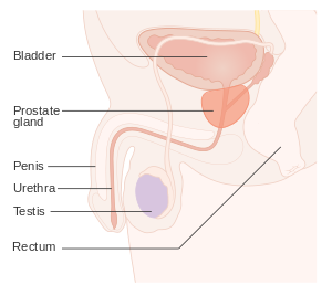 Why Prostate Health Is Vital For Older Men... Alpha Rise Health