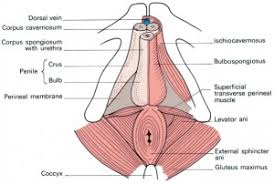 moxifloxacin vs levofloxacin prostatitis